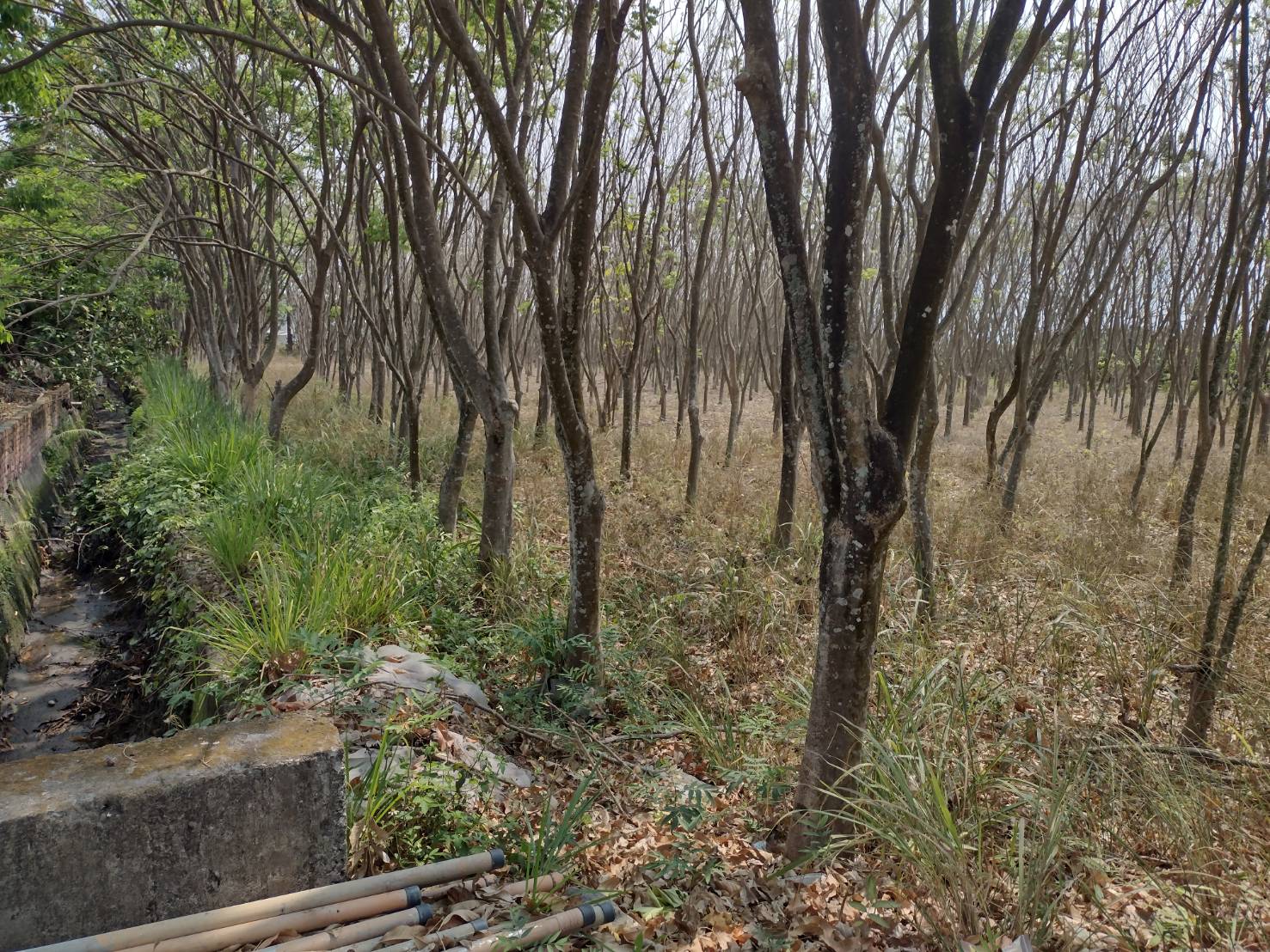 長治鄉繁華圖書館-原保地