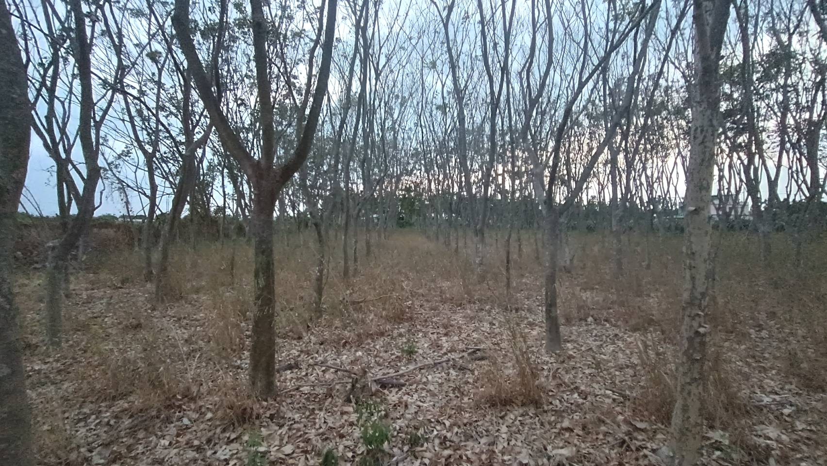 長治鄉繁華圖書館-原保地