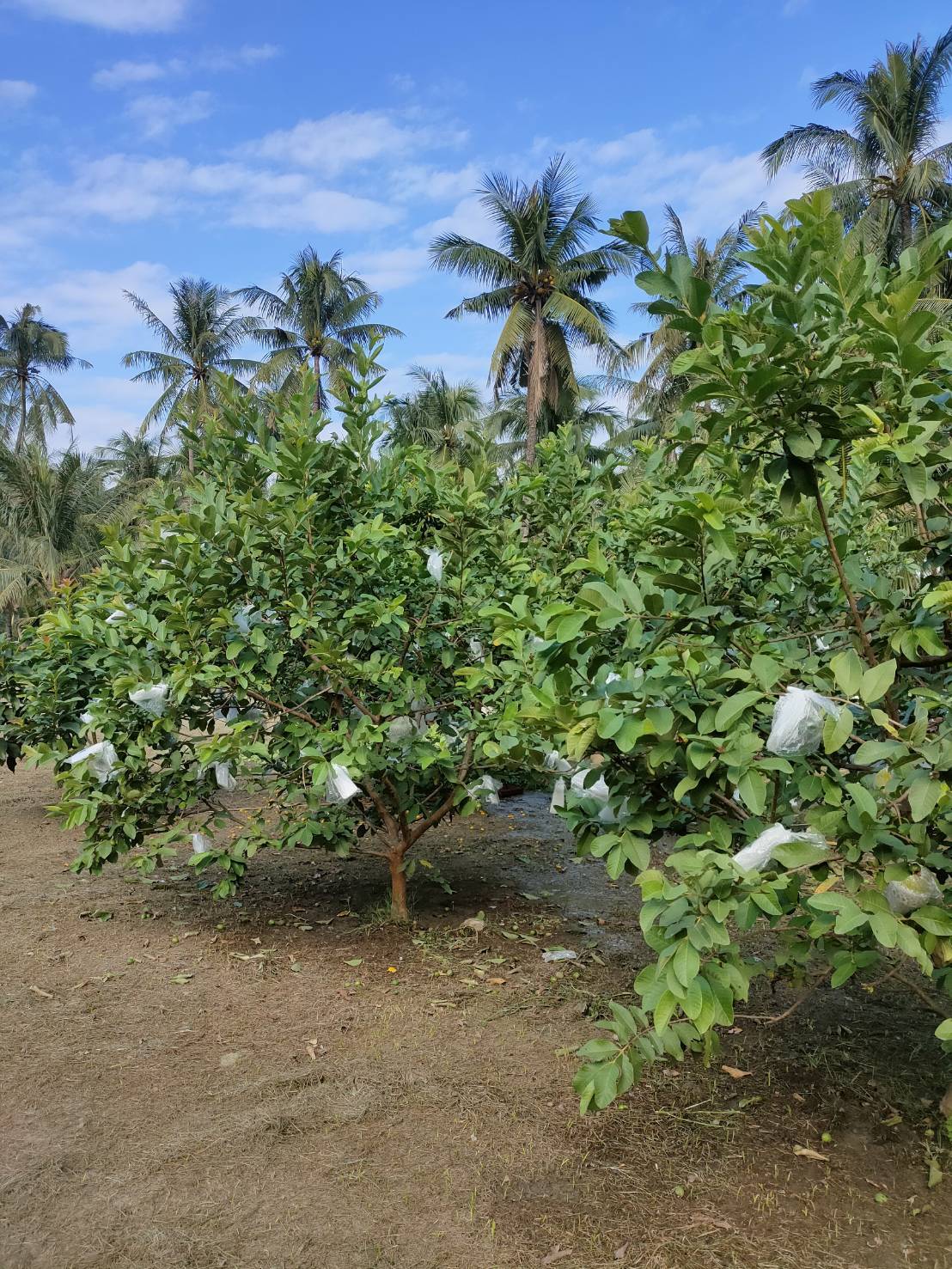 養生農地