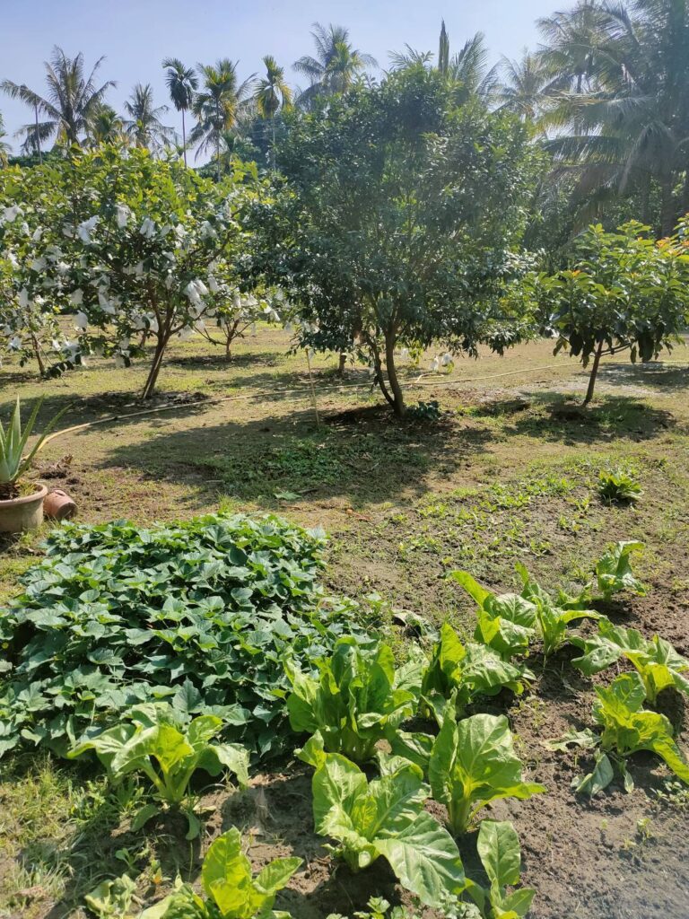 養生農地